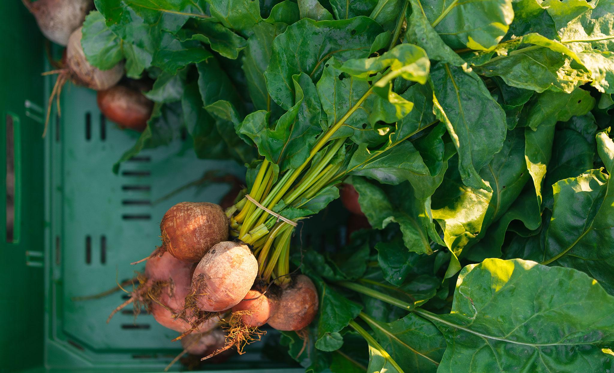 burtschuetzer-hof-20180927-96UdC0SAqb9ECFu